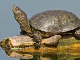 Днепропетровщину массово наводнили редкие черепахи: что происходит
