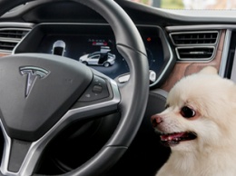 В электрокарах Tesla исправили опасный для животных баг