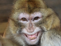 Ученые создали первую "человеко-обезьяну" для выращивания органов