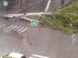 В Запорожье на проспект перед дамбой ветер свалил дерево