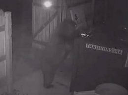 Плохой из медведя «медвежатник»: зверь не сумел вскрыть мусорный контейнер и просто его украл (ВИДЕО)