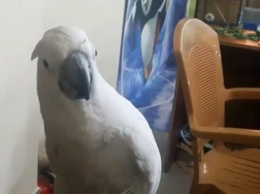В Никополе попугай удивляет посетителей выставки своими артистическими способностями (видео)