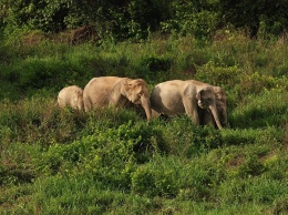 Ученые выяснили, что для выживания самцы слонов объединяются в группы