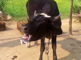 Две коровы из одного стада в Новогригориевке погибли от бешенства