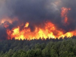 Поджогами в Иркутской области прикрывали незаконные вырубки