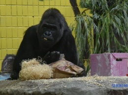 В Киевском зоопарке отпраздновали 45-летие гориллы Тони