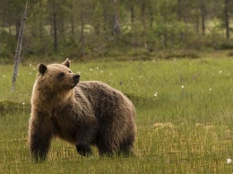 В Хабаровском крае пенсионерка увязла в болоте и сутки отпугивала медведя рычанием