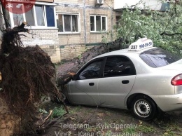 Ураганный ветер в Киеве повалил деревья на припаркованные автомобили, - ФОТО