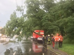 Буря в Киеве и области повалила деревья и поломала авто