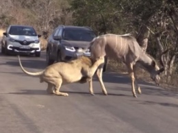 В ЮАР лев загрыз антилопу прямо на проезжей части (видео)