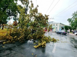 В Киеве ураган повалил 120 деревьев