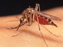 В Краснодаре комары заразили сразу нескольких человек лихорадкой Западного Нила