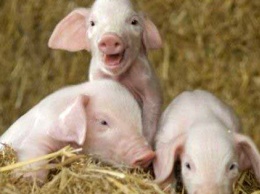 В Азии из-за АЧС за год погибло почти 5 млн свиней