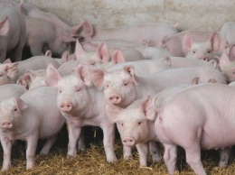 В Одесской области ввели 40-дневный карантин из-за трупов свиней, инфицированных АЧС