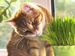 Ученые выяснили, зачем кошки едят траву