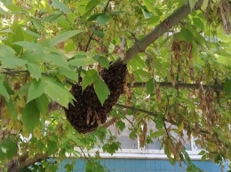 В Днепре огромный рой пчел обосновался в детском саду