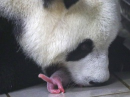 В бельгийском зоопарке большая панда родила близняшек (фото)