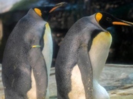 В Берлине однополая пара пингвинов высиживает брошенное яйцо