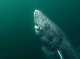 В Гренландии нашли древнюю акулу, которой исполнилось 500 лет. Фото