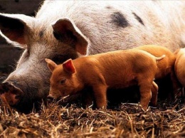 Лихорадка свиней продолжает распространяться в Восточной Европе
