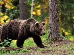В Комсомольске-на-Амуре медведь похитил покойника и утащил в лес