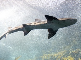 Ученые обнаружили флуоресцентные эффект на коже акул
