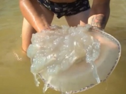 Путешественники возле промоины в Кирилловке нашли медузу «с мозгами» (видео)