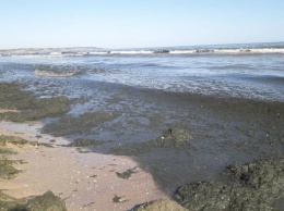 Вонь и грязь: в Лузановке снова зацвело море
