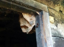 На Днепропетровщине спасатели убрали гнездо шершней из частного двора