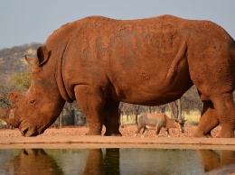 Под Винницей обнаружили кости носорога, это может переписать историю: археологи ошеломлены