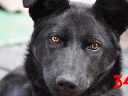 В Каменском служебная собака нашла пропавшего мальчика