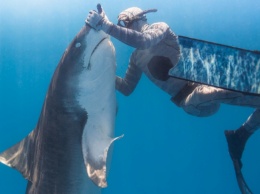 Бесстрашный дайвер ввел в транс смертоносную акулу и попал на видео