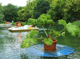 Плавающие клумбы появились в симферопольском парке Гагарина