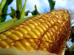 Украинские ученые создали кукурузу для похудения
