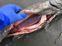 Из-за глобального потепления на Аляске вымирает лосось