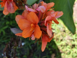 В Запорожском ботаническом саду можно увидеть летом одни из лучших в мире цветов