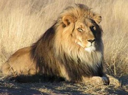 Ученые подсчитали численность львов в Африке