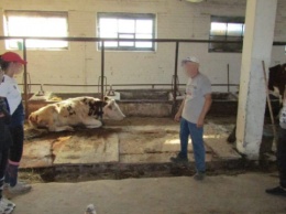 Разбой на ферме под Киевом - мужчина пытался украсть корову