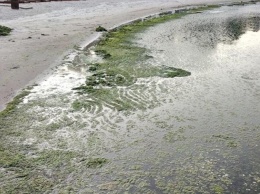 Вонь и грязь: пляжи в Лузановке пугают отдыхающих