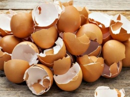 Почему нельзя выбрасывать яичную скорлупу: 5 важных причин