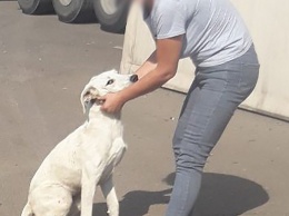 Одесский приют для животных похитил породистую собаку