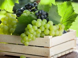 Виноград - лекарство от многих заболеваний