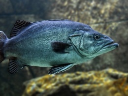 В притоке Днепра зафиксирован массовый мор рыбы