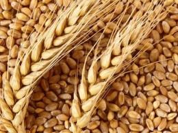 В «ДНР» запретили вывоз зерна и ячменя