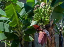 Мир останется без бананов? Смертельный для них грибок добрался до Латинской Америки