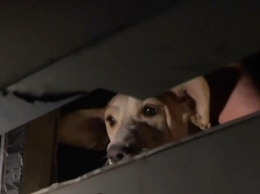 Во Львове на полдня в лифте застряли четверо людей и собака