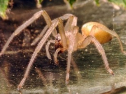 Жителей Запорожской области покусал один из самых ядовитых пауков на планете (ФОТО)