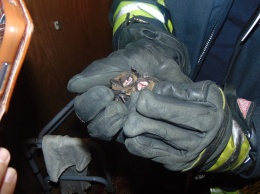 Жительница Луганской области обнаружила у себя в квартире колонию летучих мышей