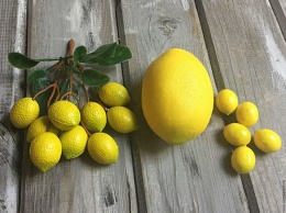 Польза и вред лимонов: кому нельзя их есть
