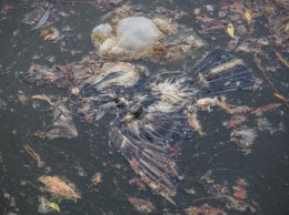 Мертвое озеро: в центральном парке Днепра массово гибнут птицы